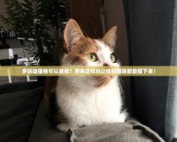 多玩逗貓棒可以減肥？原來這樣玩讓你和貓咪都能瘦下來！