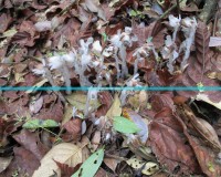 《植物大戰(zhàn)僵尸2英文版怎么調(diào)中文模式？輕松切換，暢享中文游戲體驗(yàn)！