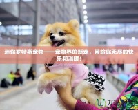 迷你羅特斯寵物——寵物界的新寵，帶給你無盡的快樂和溫暖！
