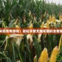玉米粒傳奇游戲：輕松享受無限樂趣的全新體驗(yàn)