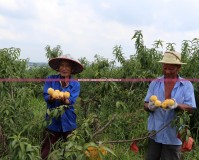 桃園什么職業(yè)好玩？探索桃園的多元就業(yè)機(jī)會(huì)，打造屬于你的精彩人生
