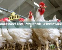 洛克王國(guó)寵物蛋孵化已完成，為什么沒(méi)有寵物？解密寵物孵化背后的玄機(jī)