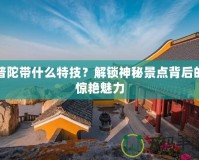 普陀帶什么特技？解鎖神秘景點背后的驚艷魅力