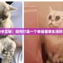貓貓栽培中文版：如何打造一個幸福貓咪生活的完美指南