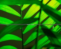 下載植物大戰(zhàn)僵尸HD，體驗超爽游戲樂趣！