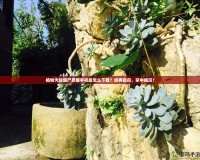植物大戰(zhàn)僵尸原版手機(jī)版怎么下載？經(jīng)典回歸，掌中暢玩！
