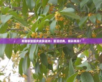 英雄聯(lián)盟國慶皮膚返場：重溫經(jīng)典，精彩再現(xiàn)！