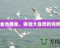 野釣金色鯉魚，體驗大自然的純粹魅力