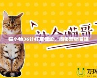 貓小帥36計打草驚蛇，揭秘營銷奇謀