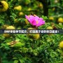 DNF豐收季節(jié)配方，打造屬于你的秋日盛宴！