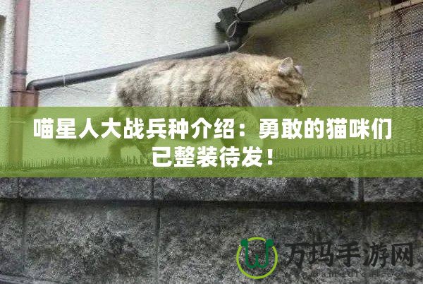 喵星人大戰(zhàn)兵種介紹：勇敢的貓咪們已整裝待發(fā)！