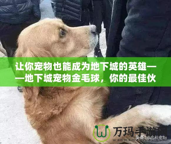 讓你寵物也能成為地下城的英雄——地下城寵物金毛球，你的最佳伙伴！