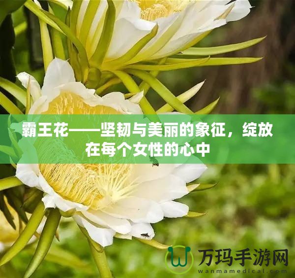 霸王花——堅(jiān)韌與美麗的象征，綻放在每個(gè)女性的心中
