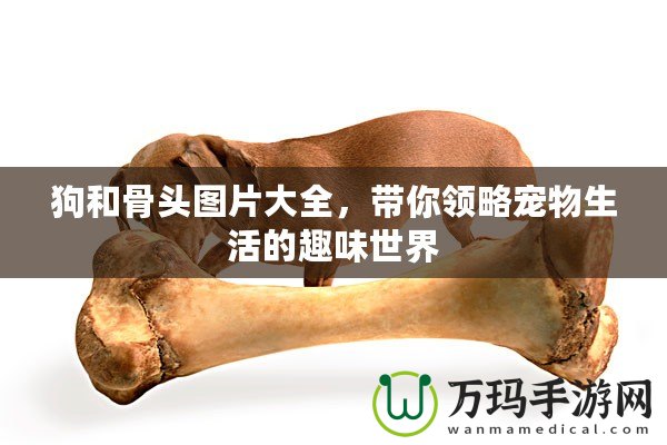 狗和骨頭圖片大全，帶你領(lǐng)略寵物生活的趣味世界