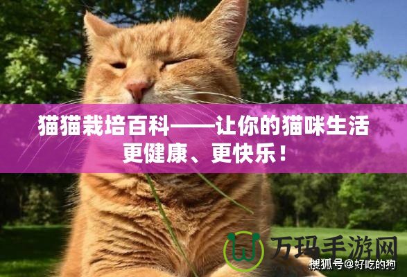 貓貓栽培百科——讓你的貓咪生活更健康、更快樂！
