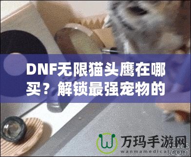 DNF無限貓頭鷹在哪買？解鎖最強寵物的購買途徑與技巧！