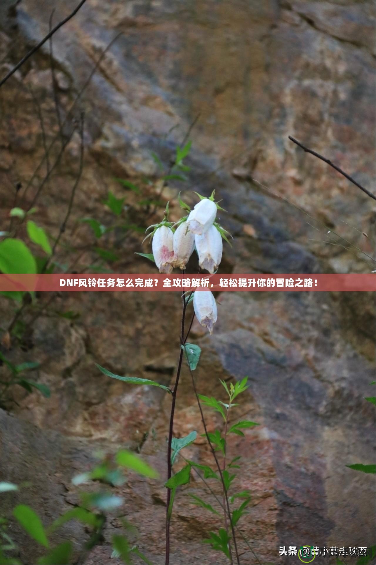 DNF風(fēng)鈴任務(wù)怎么完成？全攻略解析，輕松提升你的冒險(xiǎn)之路！