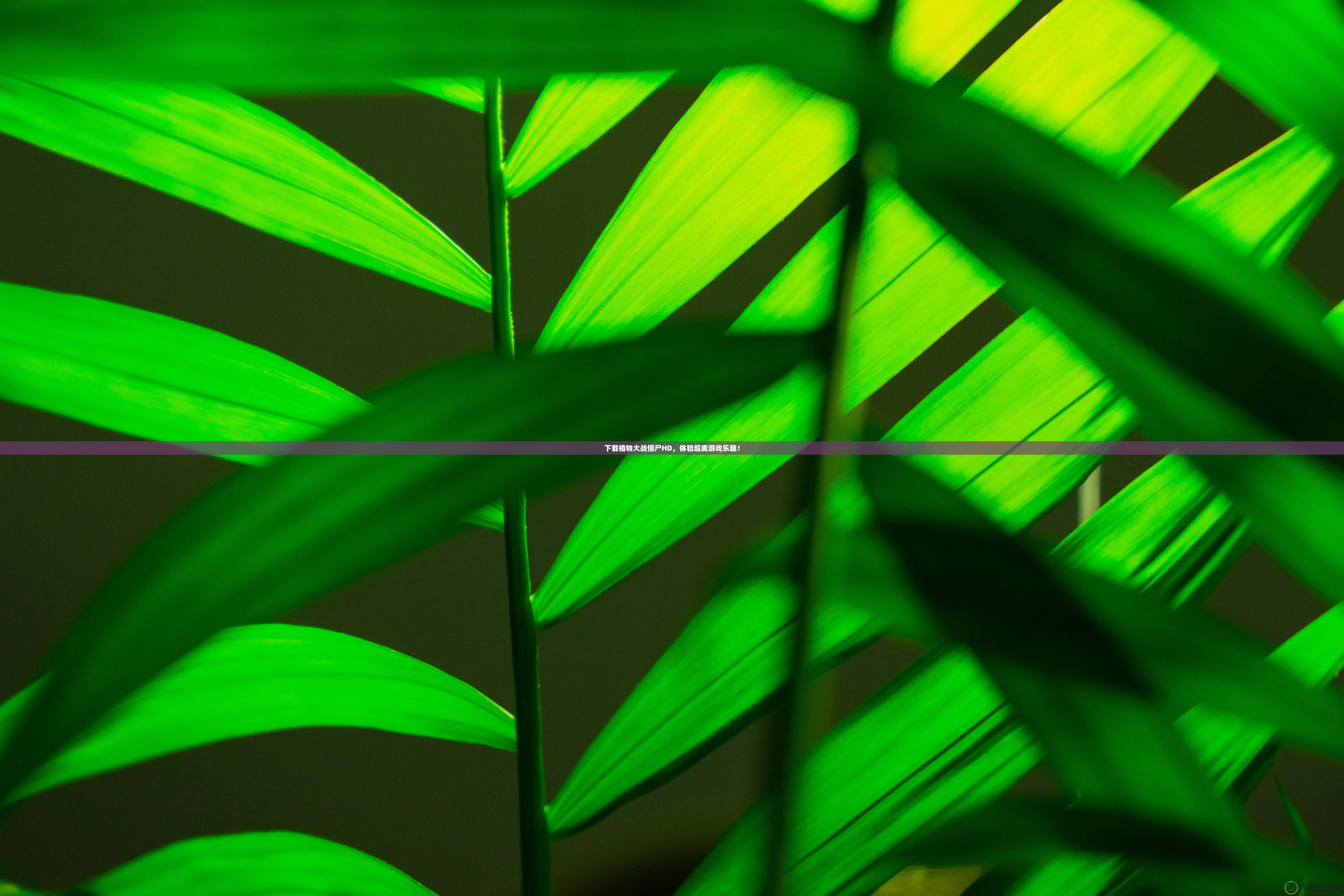 下載植物大戰(zhàn)僵尸HD，體驗超爽游戲樂趣！