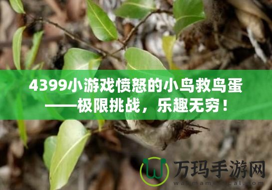 4399小游戲憤怒的小鳥(niǎo)救鳥(niǎo)蛋——極限挑戰(zhàn)，樂(lè)趣無(wú)窮！