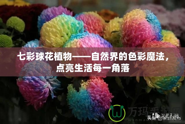 七彩球花植物——自然界的色彩魔法，點亮生活每一角落