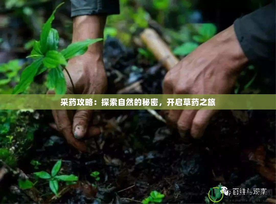 采藥攻略：探索自然的秘密，開啟草藥之旅