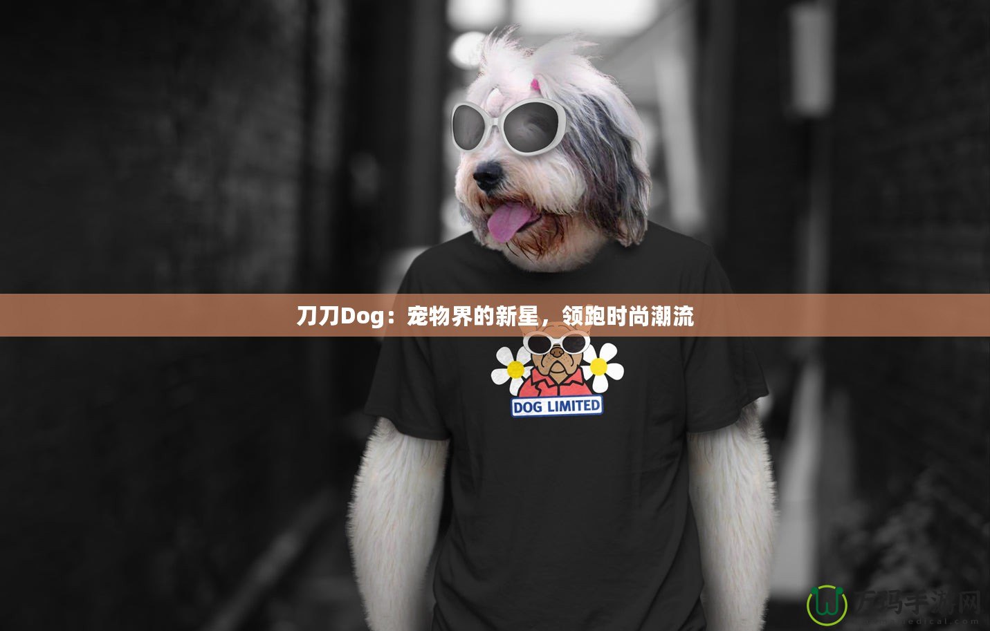 刀刀Dog：寵物界的新星，領(lǐng)跑時(shí)尚潮流