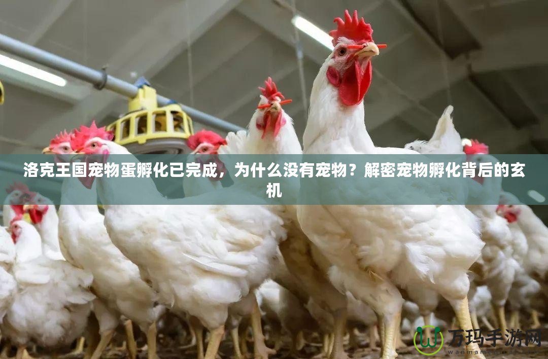 洛克王國寵物蛋孵化已完成，為什么沒有寵物？解密寵物孵化背后的玄機(jī)