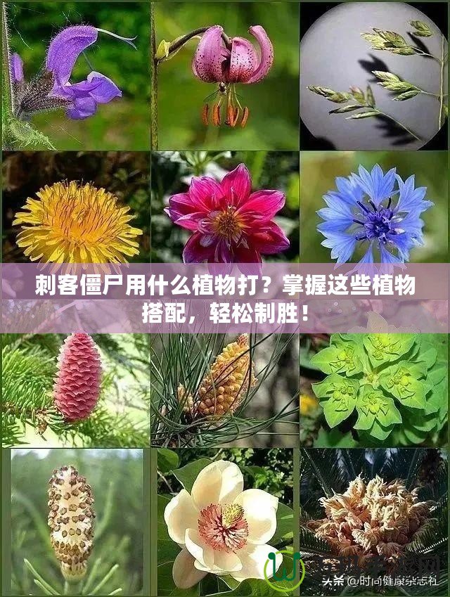 刺客僵尸用什么植物打？掌握這些植物搭配，輕松制勝！