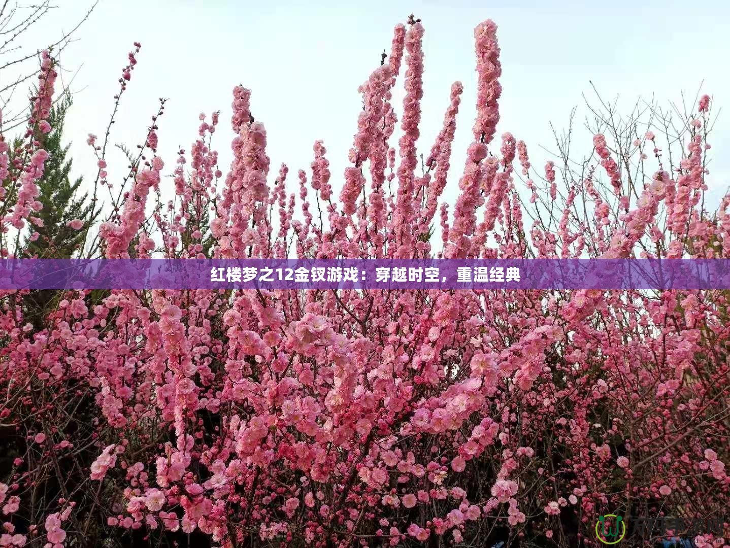 紅樓夢(mèng)之12金釵游戲：穿越時(shí)空，重溫經(jīng)典